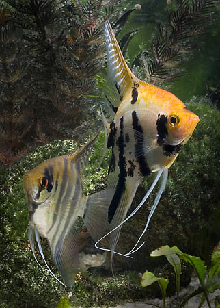 close-up of tropical fish shot with macro lens