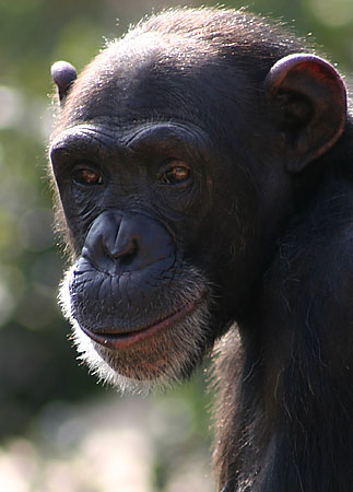 Backlit portrait of chimp at the zoo