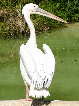 photograph of stork with burned out highlights