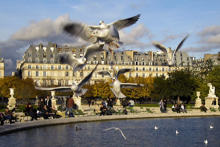 Birds in flight in Paris
